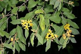 Image result for Grewia stolzii