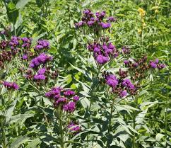 Image result for Vernonia undulata