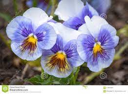 20 596 Pansy Photos Free Royalty Free Stock Photos From Dreamstime