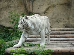 Location Location Location And Moscow Zoo Russia Kidding Herself