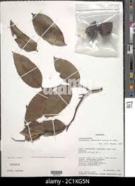 Image result for Klainedoxa