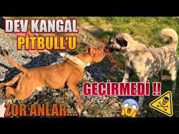 Dev Kangal Pitbullari Gecirmedi Zor Anlar Kangal Vs Pitbull Boyka Youtube