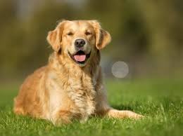 Golden Retriever Dog Breed Hypoallergenic Health And Life Span Petmd