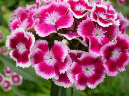 Dianthus Barbatus Photos Sweet Williams Sweet William Sutton Seeds Cottage Garden Plants