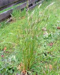 Image result for Anthoxanthum nivale