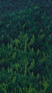 Green Forest Trees Iphone Wallpaper Tree Wallpaper Iphone Nature Wallpaper Beautiful Backgrounds