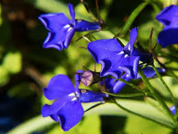 How To Grow And Care For Lobelia Happy Diy Home