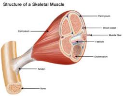 It constitutes much of the musculature of. Muscle Types Of Muscles Examples With Questions Videos