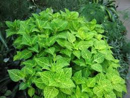 Image result for Coleus stenostachys