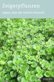 Zeigerpflanzen Erkennen Pflanzen Unkraut Im Garten Garten