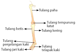 Sendi dari pergelangan kaki ini sendiri terdiri dari bagian bawah tulang tibia, tulang fibula serta tulang talus dimana berbentuk bagaikan kubah, dikenal atau. Fungsi Tulang Betis Manusia Penjelasan Lengkap