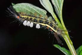 It looks like a colorful pipe cleaner to me. Nine Tussock Moth Caterpillars To Watch Out For