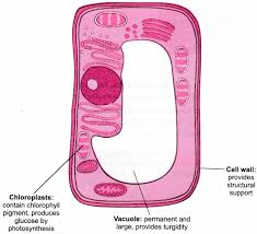 Some of these parts, called organelles, are specialized structures that perform certain tasks within the. The Fundamental Unit Of Life Class 9 Extra Questions Science Chapter 5 Learn Cbse