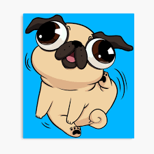 Derpy Pug scratching his head