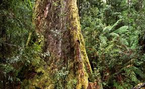 Langka Pohon Raksasa Bergetah Merah Darah Di Hutan Kalimantan Okezone Travel