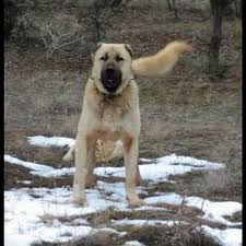 Gonderen Akgung68 Turk Coban Kopeklerii Turkcobankopeklerii Kangal Malakli Karabas Akbas Alabai Kangaldog Kang Kangal Dog Dog Exercise Big Dogs