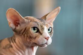 The most distinctive feature of this cat is its appearance of hairlessness. Verbot Der Qualzucht Bei Nacktkatzen Erna Graff Stiftung