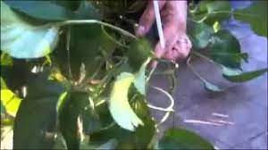 I pulled out the cutting to check on it and t. Trimming A Pothos Plant Youtube