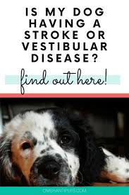 People often have no idea that they have a tumor growing inside them, and dogs are no different. Vestibular Disease In Dogs How To Help Your Dog Dog Care Senior Dog Dog Health Problems