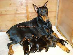For genuine enquires please contact: Champaion Line Doberman Puppies For Sale In Bangalore Karnataka