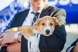 Search, find & compare cheap, last minute travel deals on flights tickets 2021. Southwest Airlines Lucky Dog Animal Rescue Save Pets From Puerto Rico People Com