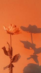 Orange aesthetic wallpapers unsplash yellow hq lemon skull sugar colors hi res keren secrets five only history auras stress signs. Orange Baddie Wallpapers Wallpaper Cave