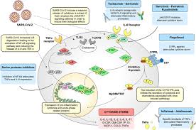 Immune Response In Covid 19 Addressing A Pharmacological Challenge By Targeting Pathways Triggered By Sars Cov 2 Signal Transduction And Targeted Therapy
