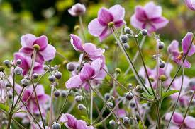 Perennial flowers for sale uk. Rhs Gardening Top 10 Late Flowering Perennials Rhs Gardening