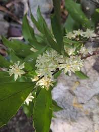 Image result for Cassipourea