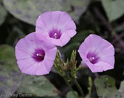 Image result for Ipomoea coptica