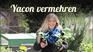 Weinrebenschnitt teil 1 heinrich beltz wein richtig schneiden im winter. Wein Schneiden Weinrebenschnitt Weinblatter Fullen Obst Im Garten Youtube