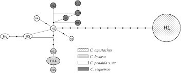 Image result for Carex bequaertii