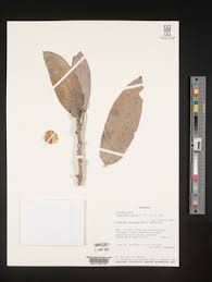 Image result for Combretum pisoniiflorum