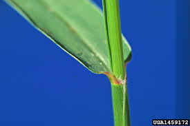 Image result for Setaria verticillata