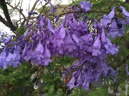 Image result for Jacaranda mimosifolia