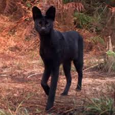 Depending on their assessment, real deal f1 savannah go from $15,000 to $20,000. F2 Savannah Kittens Available In Ohio Savannah Cats Call 419 533 3719