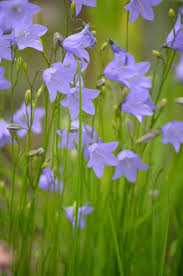 Campanula Rotundifolia Harebell With Images Plants Habitat Garden Campanula