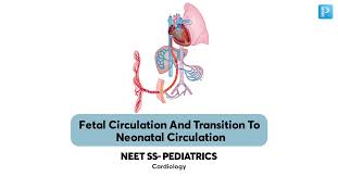 Image result for Delayed Transition from Fetal Circulation