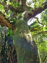 Image result for Albizia adianthifolia × gummifera