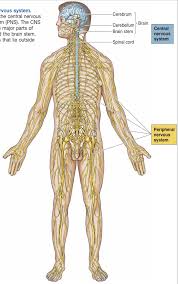 To make sense of the picture above, note the following… a neuron found in the parasympathetic nervous system has: Functional Divisions Of The Nervous System Comparative Endocrinology