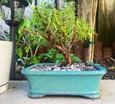 Image result for rosemary bonsai