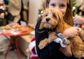 Maybe you would like to learn more about one of these? Why Are Cats Dogs Scared Of Fireworks Bond Vet