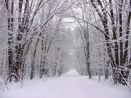 Best forest wallpaper, desktop background for any computer, laptop, tablet and phone. Comments On Snowy Forest Forests Wallpaper Id 190893 Desktop Nexus Nature