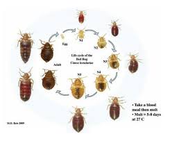 Pin De Fogut En Home Remedies For Lice Insectos
