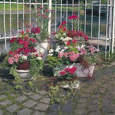 Image result for Pentas bussei