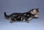 Munchkin cat - Wikipedia