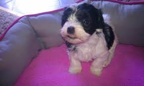 Find biewer terrier puppies for sale and dogs for adoption. Adorable Havanese Puppies 9 Weeks Old For Sale In Florence Kentucky Classified Americanlisted Com