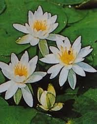 Il fiume dell'india dai fiori rosa che incanta con i suoi colori accesi. Scegliere E Piantare Le Piante Acquatiche Piante Acquatiche Le Piante Acquatiche Piu Indicate Da Piantare