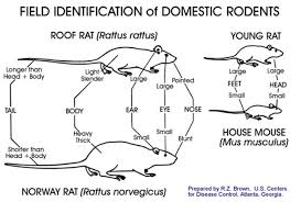 rats mice hamilton rodents waikato