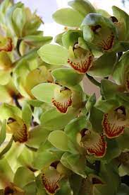 Green Cymbidium Orchids My Very Favorite Orchids Cymbidium Orchids Flowers